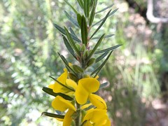 Aotus lanigera