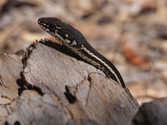 Masticophis lateralis lateralis