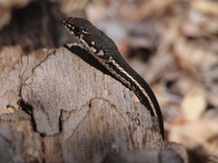 Masticophis lateralis lateralis