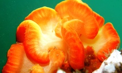 Sycozoa cerebriformis