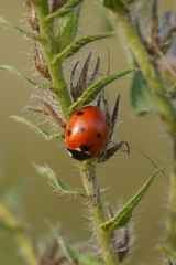 Coccinella septempunctata