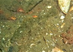 Limanda limanda