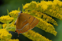 Thecla betulae