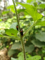 Phymatostetha deschampsi
