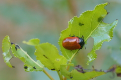 Chrysomela populi