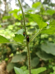 Phymatostetha deschampsi
