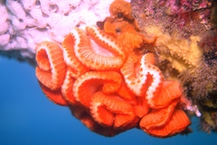 Sycozoa cerebriformis