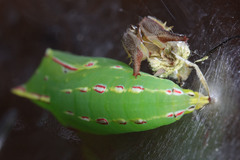 Elymnias hypermnestra