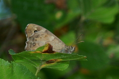 Pararge aegeria
