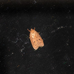 Garrha atripunctatella