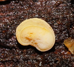 Gloeoporus phlebophorus