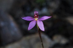 Caladenia alata