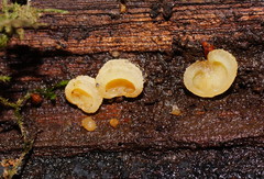Gloeoporus phlebophorus