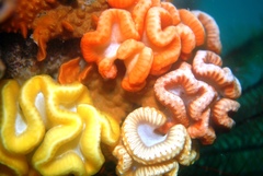 Sycozoa cerebriformis