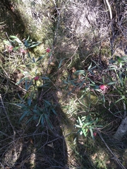 Grevillea oleoides