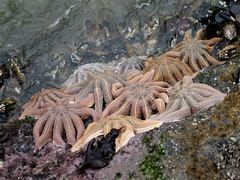 Stichaster australis