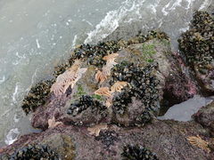 Stichaster australis