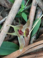 Chiloglottis triceratops