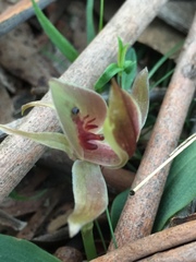 Chiloglottis triceratops