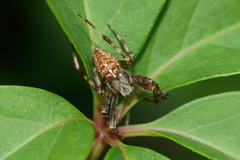 Araneus diadematus
