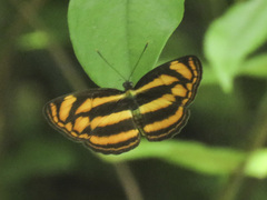Lasippa tiga siaka