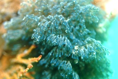 Virididentula dentata