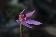 Caladenia alata