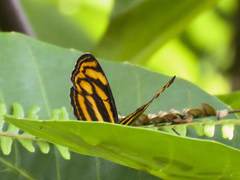 Lasippa tiga siaka