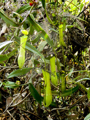 Nepenthes gracilis