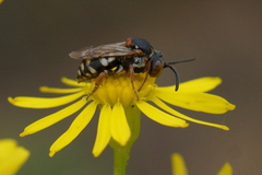 Epeolus variegatus