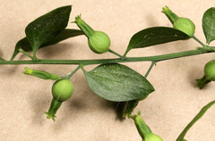 Osyridicarpos schimperianus