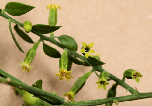 Osyridicarpos schimperianus (Hochst. ex A.Rich.) A.DC.