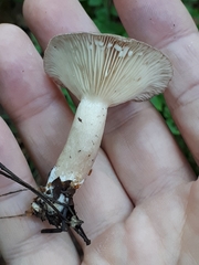 Lactarius vietus