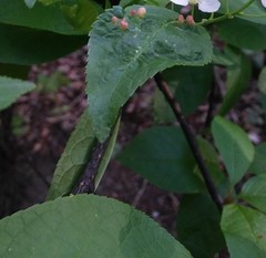 Eriophyes padi