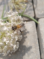 Apis mellifera