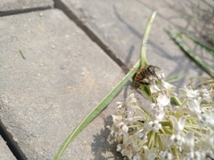 Apis mellifera