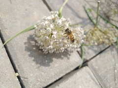 Apis mellifera