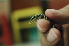 Dasia olivacea