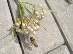 Apis mellifera
