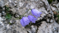 Campanula cespitosa