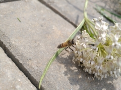 Apis mellifera