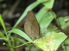 Faunis canens arcesilas