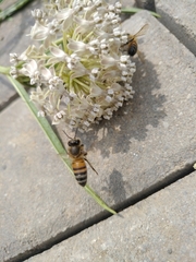 Apis mellifera