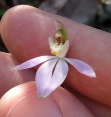Caladenia catenata