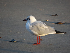 Chroicocephalus ridibundus