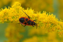 Pyrrhocoris apterus