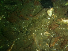 Limanda limanda