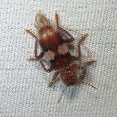 Enoclerus quadrisignatus