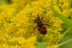 Pyrrhocoris apterus