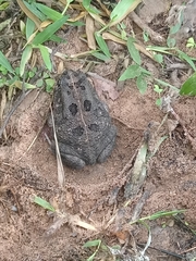 Sclerophrys regularis
